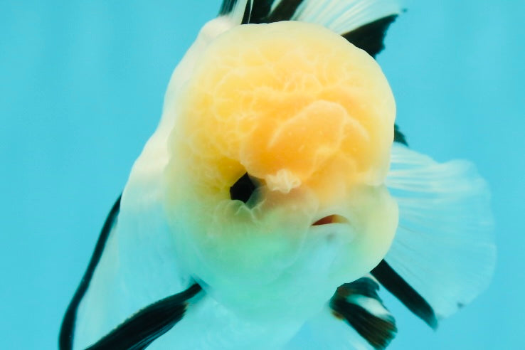 A Grade Gorgeous Lemonhead Oranda Male 5 inches #110824OR_17