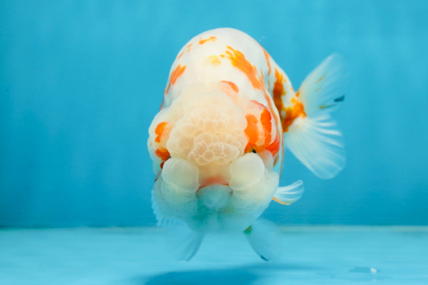 BEAUTY A Grade Kohaku Sakura LionQueen 5.5  inches #102425LC_08