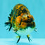 A Grade Strong Body Structure Tiger Ranchu Female 5 inches #061926RC_10