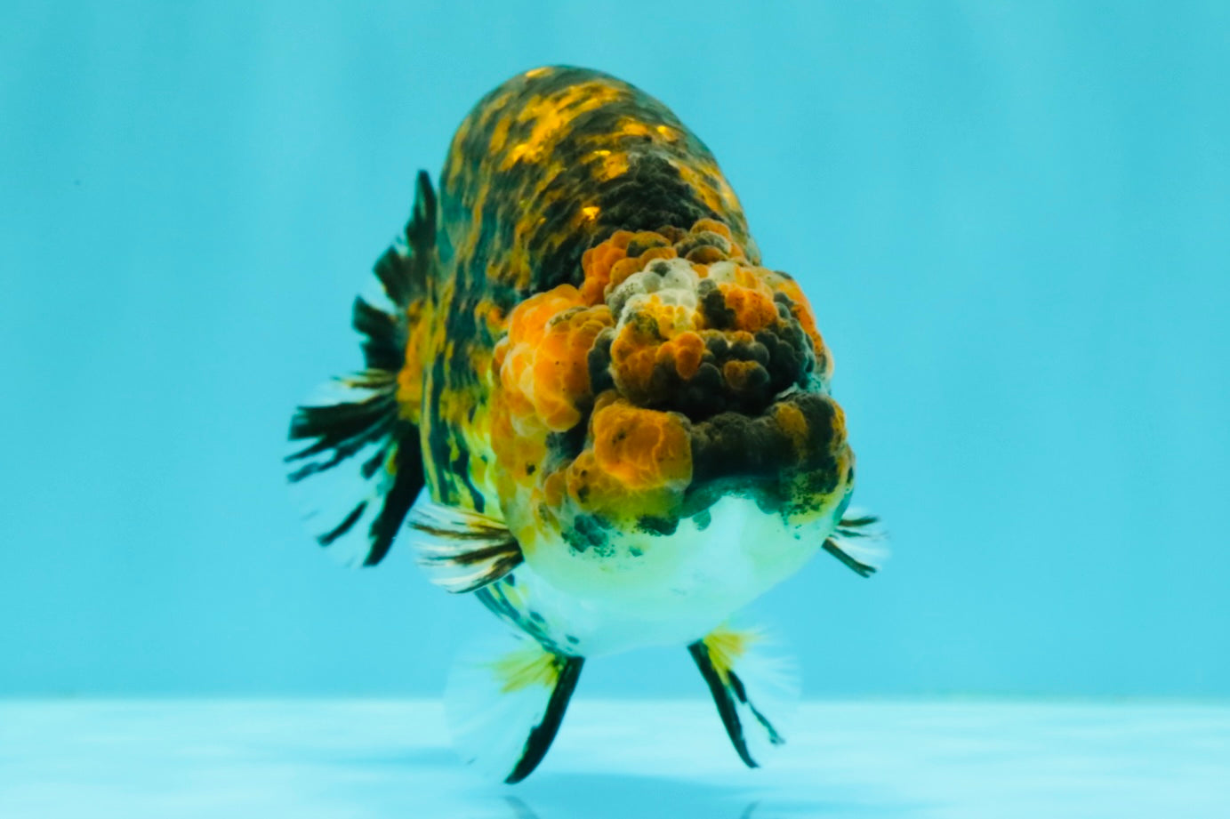 A Grade Strong Body Structure Tiger Ranchu Female 5 inches #061926RC_10
