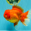 GIANT A Grade Jumbo Red White Oranda Female 7.5 inches #031326OR_05
