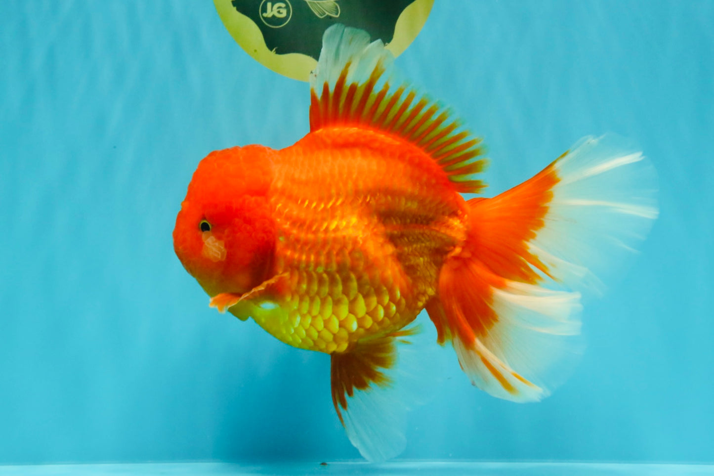 GIANT A Grade Jumbo Red White Oranda Female 7.5 inches #031326OR_05