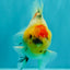 UNIQUE A Grade Marble Red Head Oranda Male 4.5-5 inches #090426OR_05