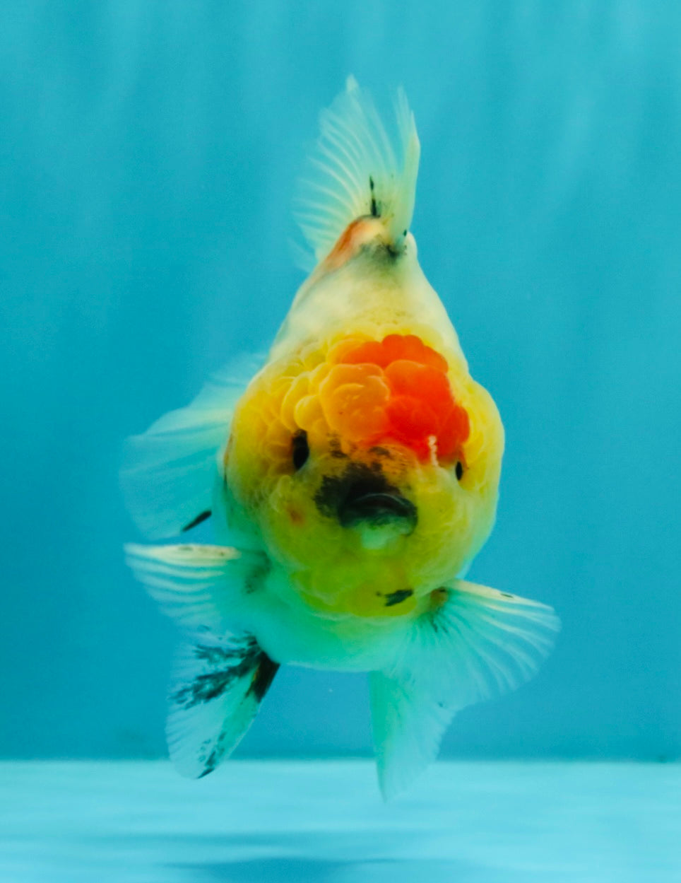 UNIQUE A Grade Marble Red Head Oranda Male 4.5-5 inches #090426OR_05