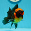 BIG HEAD AAA Grade Red Head Oranda Male 4.5-5 inches #1004OR_36