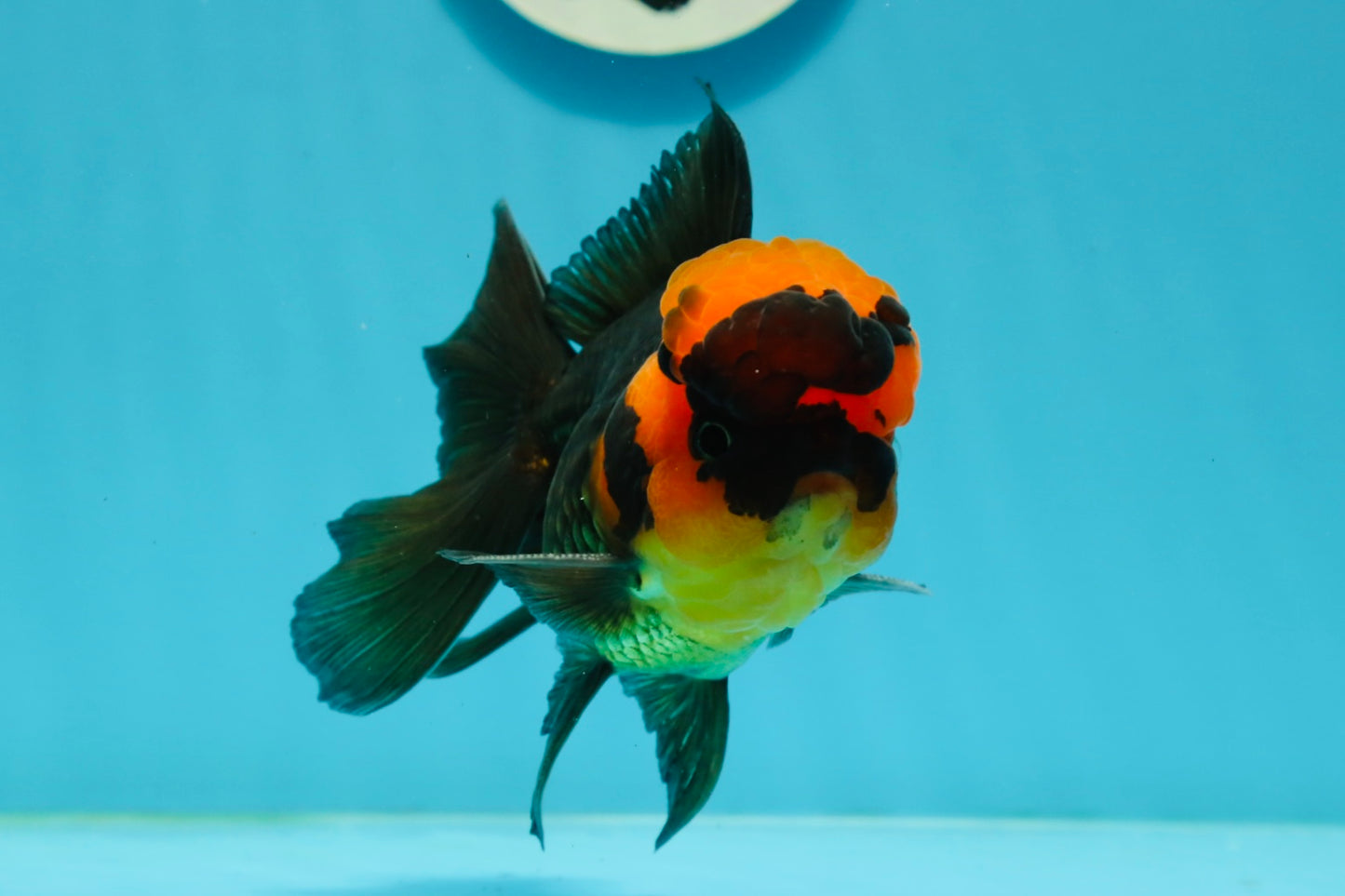 BIG HEAD AAA Grade Red Head Oranda Male 4.5-5 inches #1004OR_36