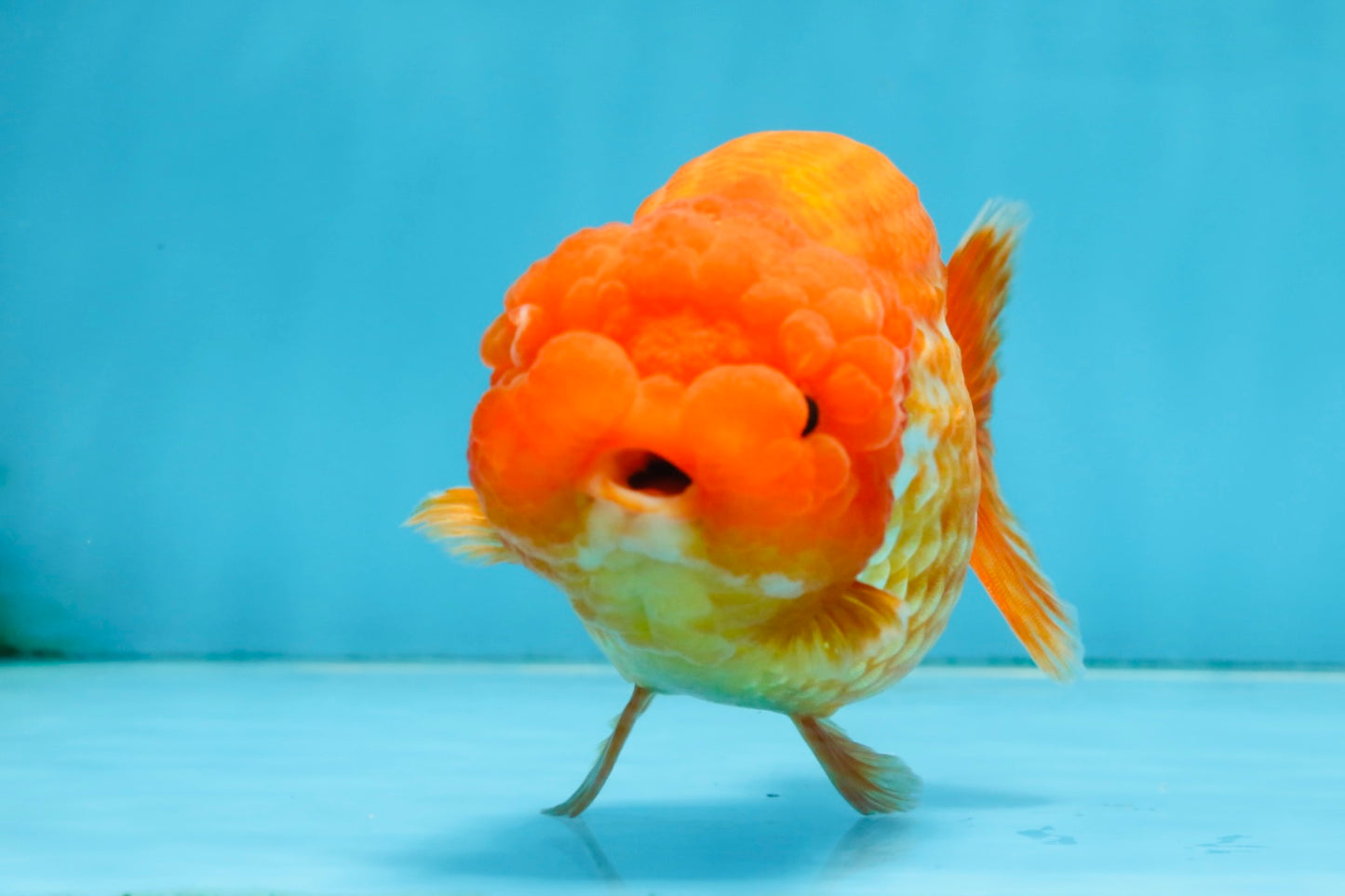 A Grade FLUFFY Red White LionQueen 5 inches #091925LC_24