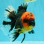 CHONKY AAA Grade Red Head Kirin Oranda Male 6-6.5 inches #072426OR_18