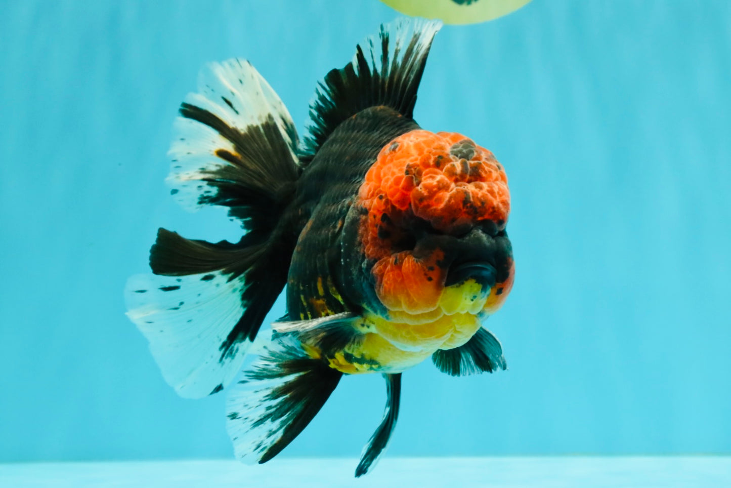 CHONKY AAA Grade Red Head Kirin Oranda Male 6-6.5 inches #072426OR_18