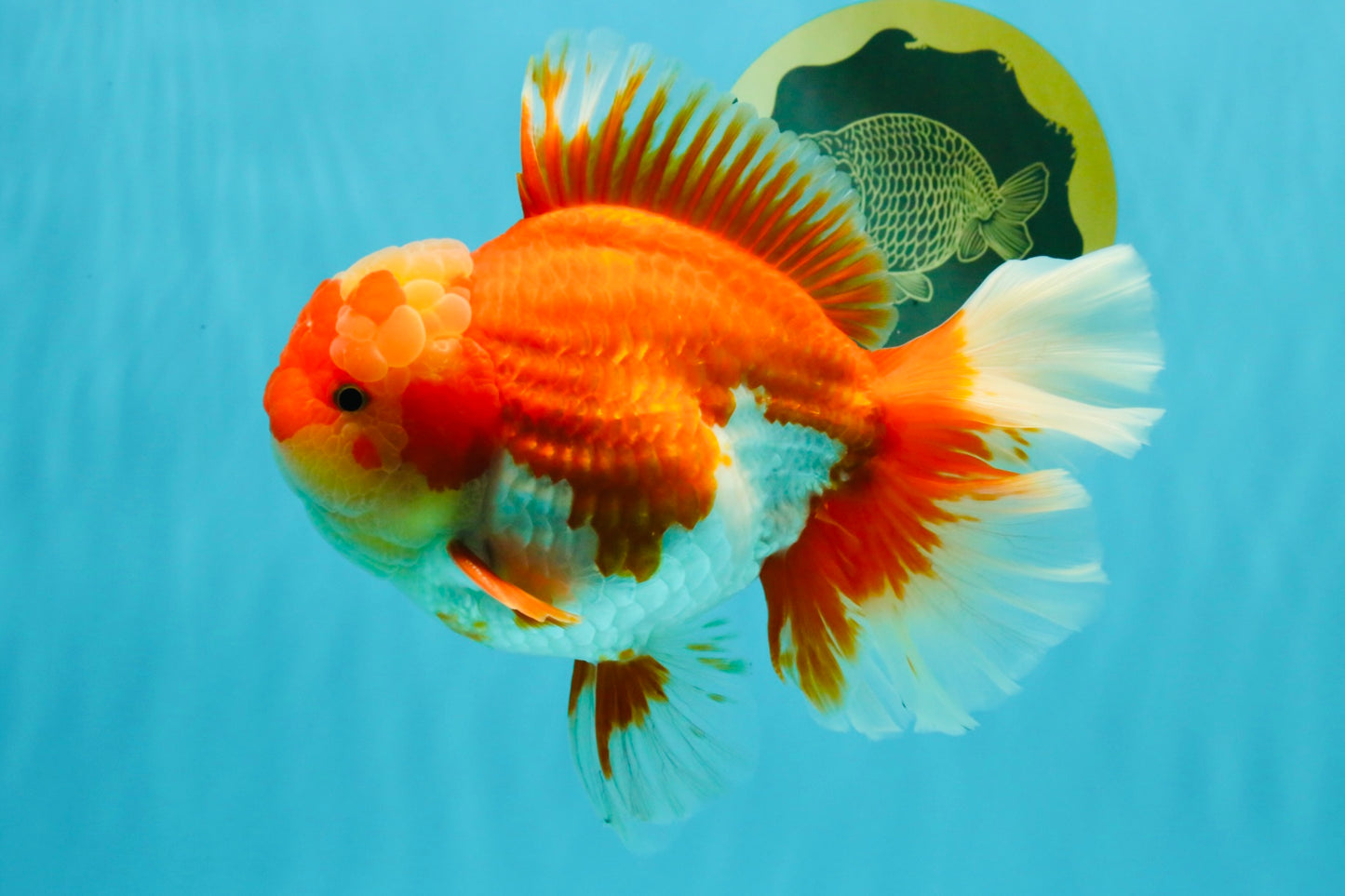 A Grade Godzilla Red White Oranda Male 7 inches #022726OR_12