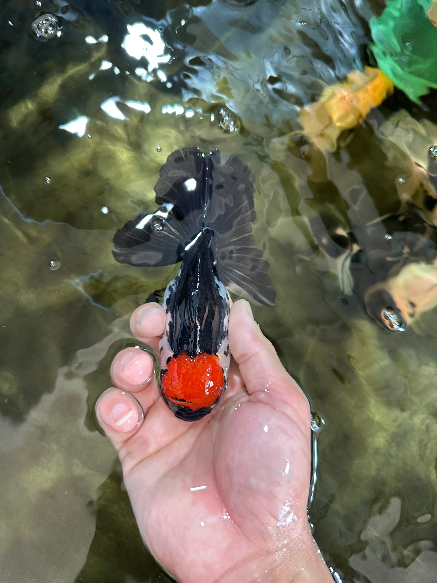 Tricolor Oranda Female 5 inches #091225OR_16