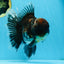AAA Grade Calico Kirin Oranda 5.5-6 inches #080125OR_02