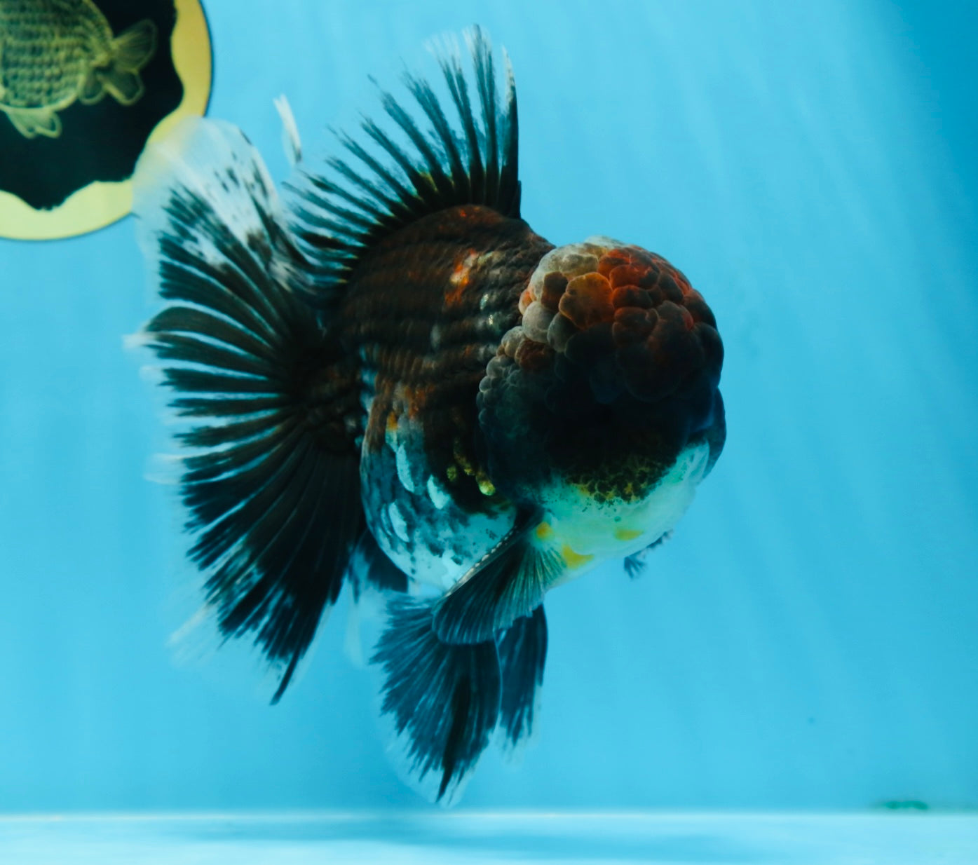 AAA Grade Calico Kirin Oranda 5.5-6 inches #080125OR_02