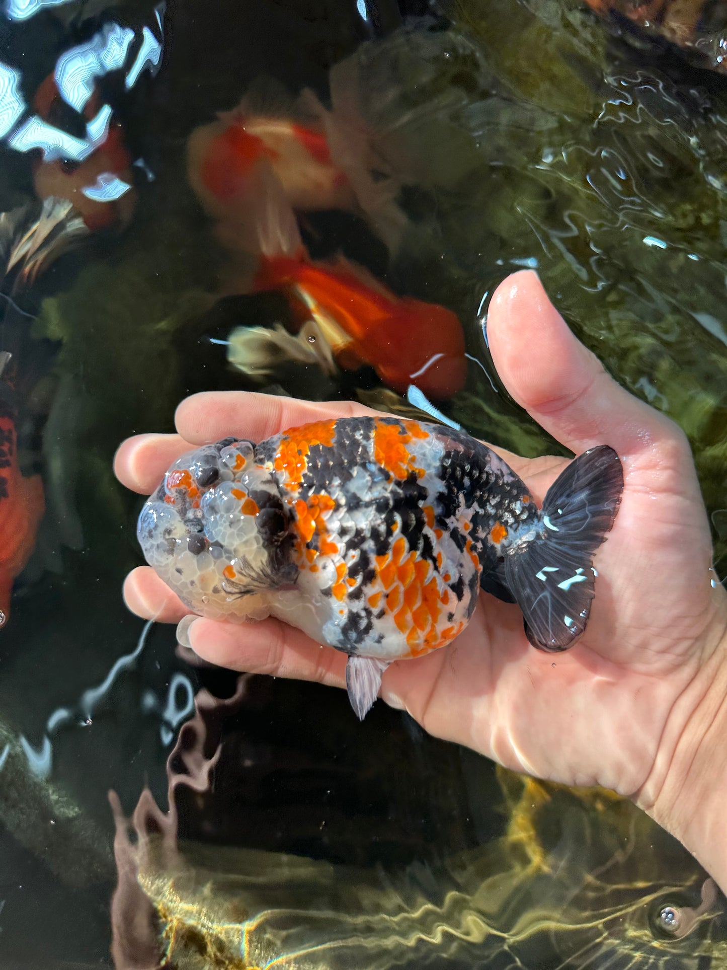 RARE AAA Grade Special Tricolor Tiger LionQueen 4.5-5 inches #082225LC_02