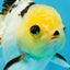 Adorable Lemonhead Button Eyes Oranda Male 4.5 inches #011725OR_01