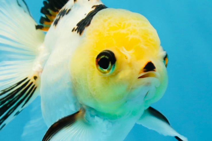 Adorable Lemonhead Button Eyes Oranda Male 4.5 inches #011725OR_01