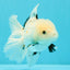 White Oranda Female 6-6.5 inches #032026OR_05