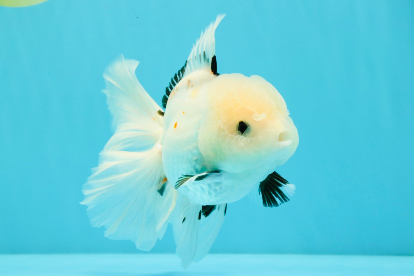 White Oranda Female 6-6.5 inches #032026OR_05