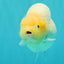 AAA Grade Sakura Ranchu Female 5.5-6 inches #102326RC_02