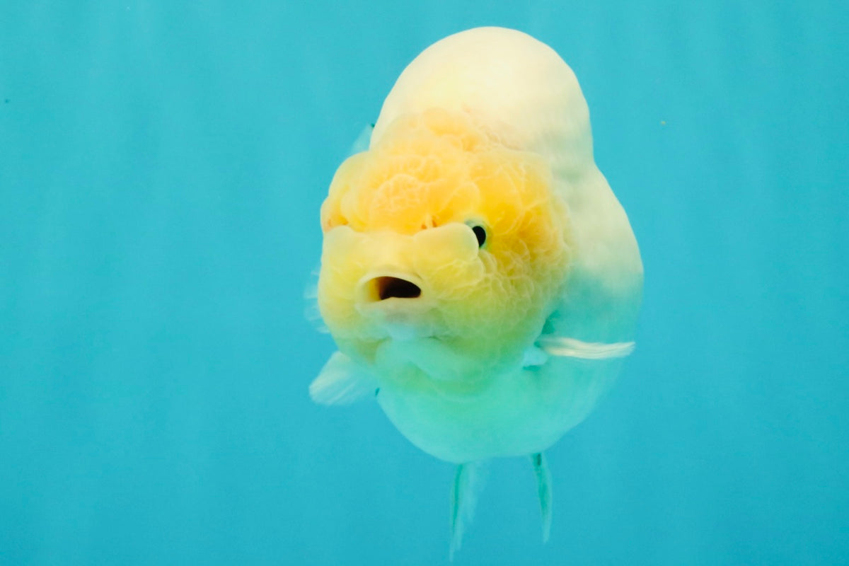 AAA Grade Sakura Ranchu Female 5.5-6 inches #102326RC_02