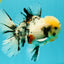CHONKY AAA Grade Marble Oranda Male 5.5-6 inches #071726OR_28