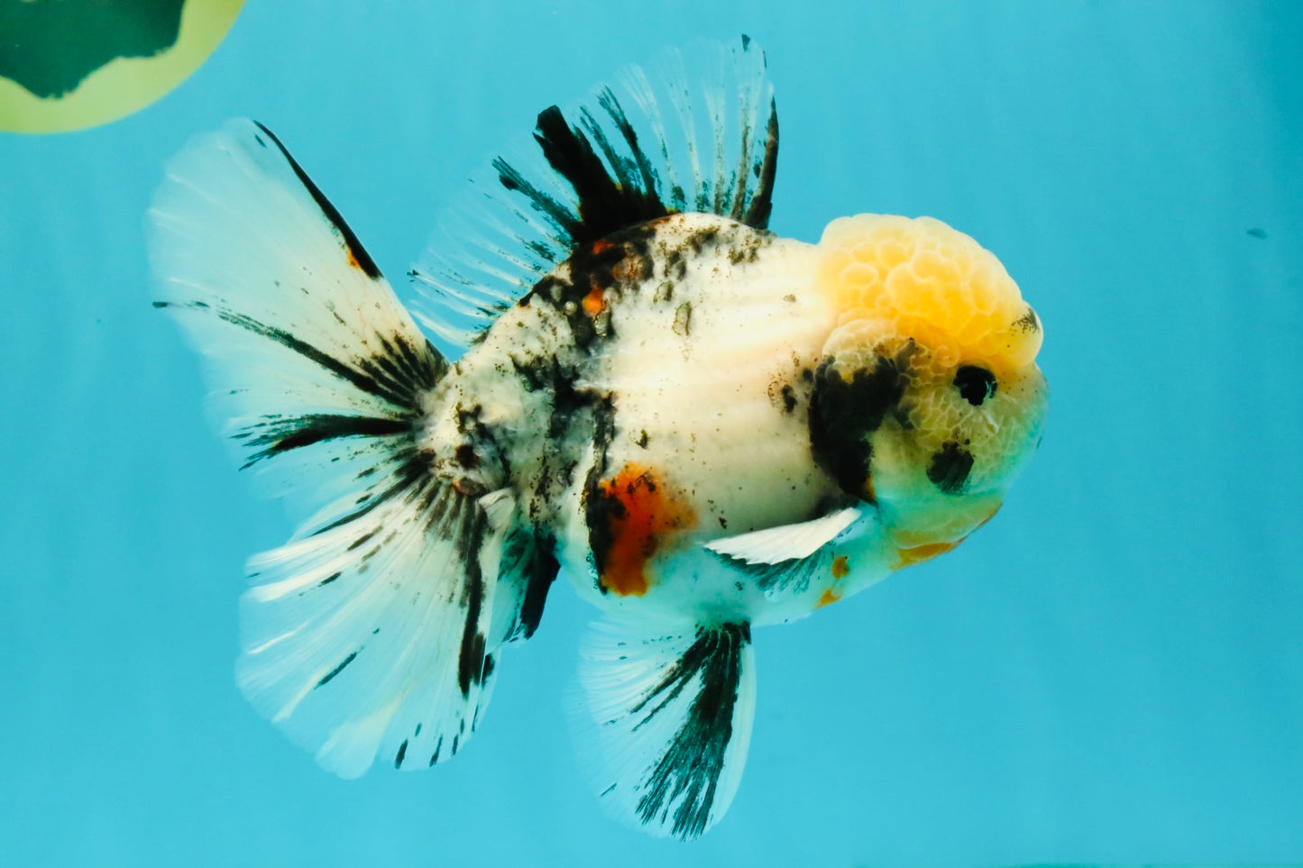 CHONKY AAA Grade Marble Oranda Male 5.5-6 inches #071726OR_28