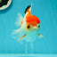 Red White Oranda Female 5-5.5 inches #110824OR_06