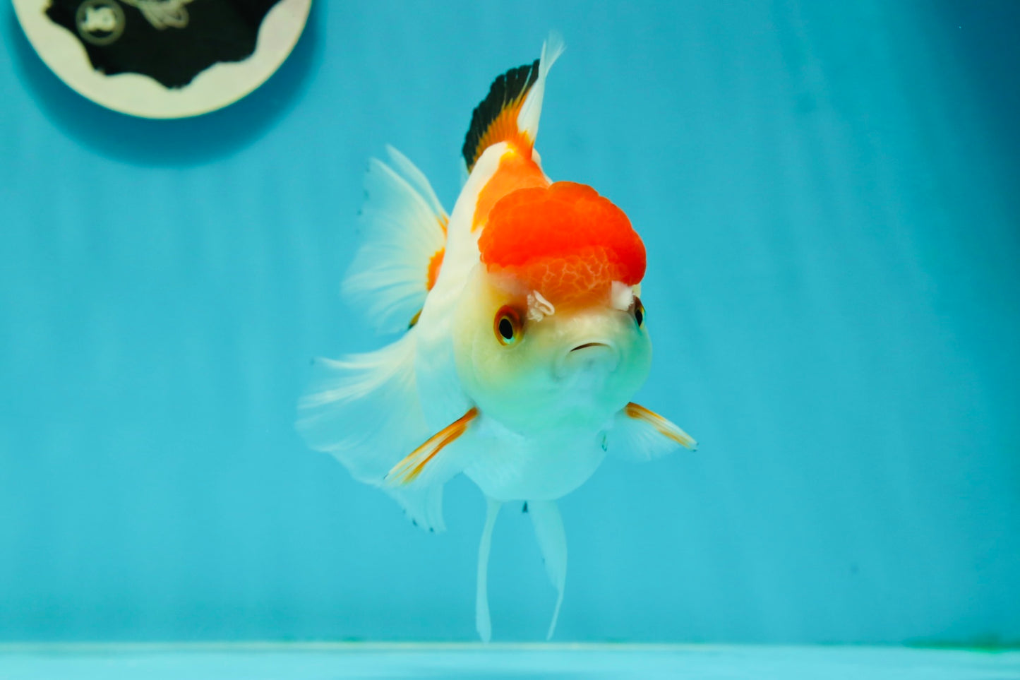 Red White Oranda Female 5-5.5 inches #110824OR_06