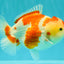 A Grade Red White Yuanbao Female 6 inches #101626YB_30