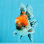 CHUNKY AAA Grade Kirin Calico Oranda Male 6.5 inches #041026OR_02