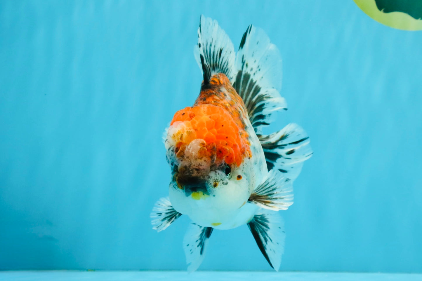 CHUNKY AAA Grade Kirin Calico Oranda Male 6.5 inches #041026OR_02