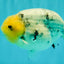 CHUBBY AAA Grade White Marble Blue Base Ranchu Male 5.5-6 inches #100226RC_28