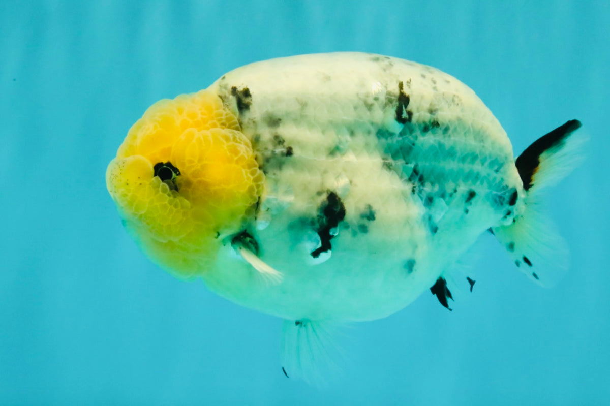 CHUBBY AAA Grade White Marble Blue Base Ranchu Male 5.5-6 inches #100226RC_28
