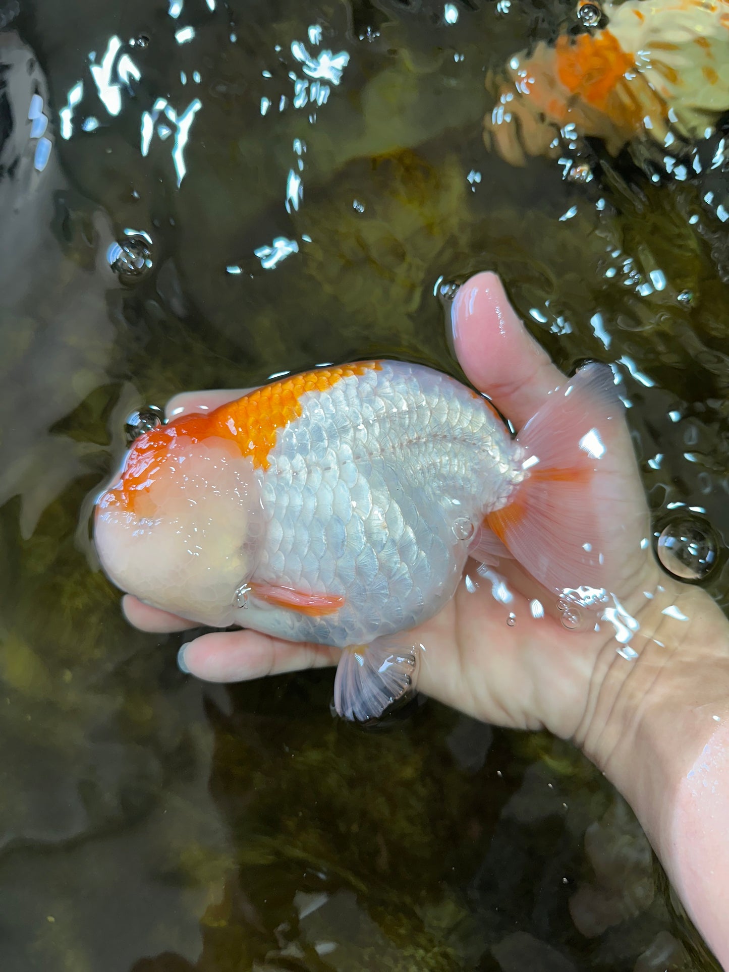 AAA Grade CHUBBY Orange White LionKing 6 inches #091225LC_05