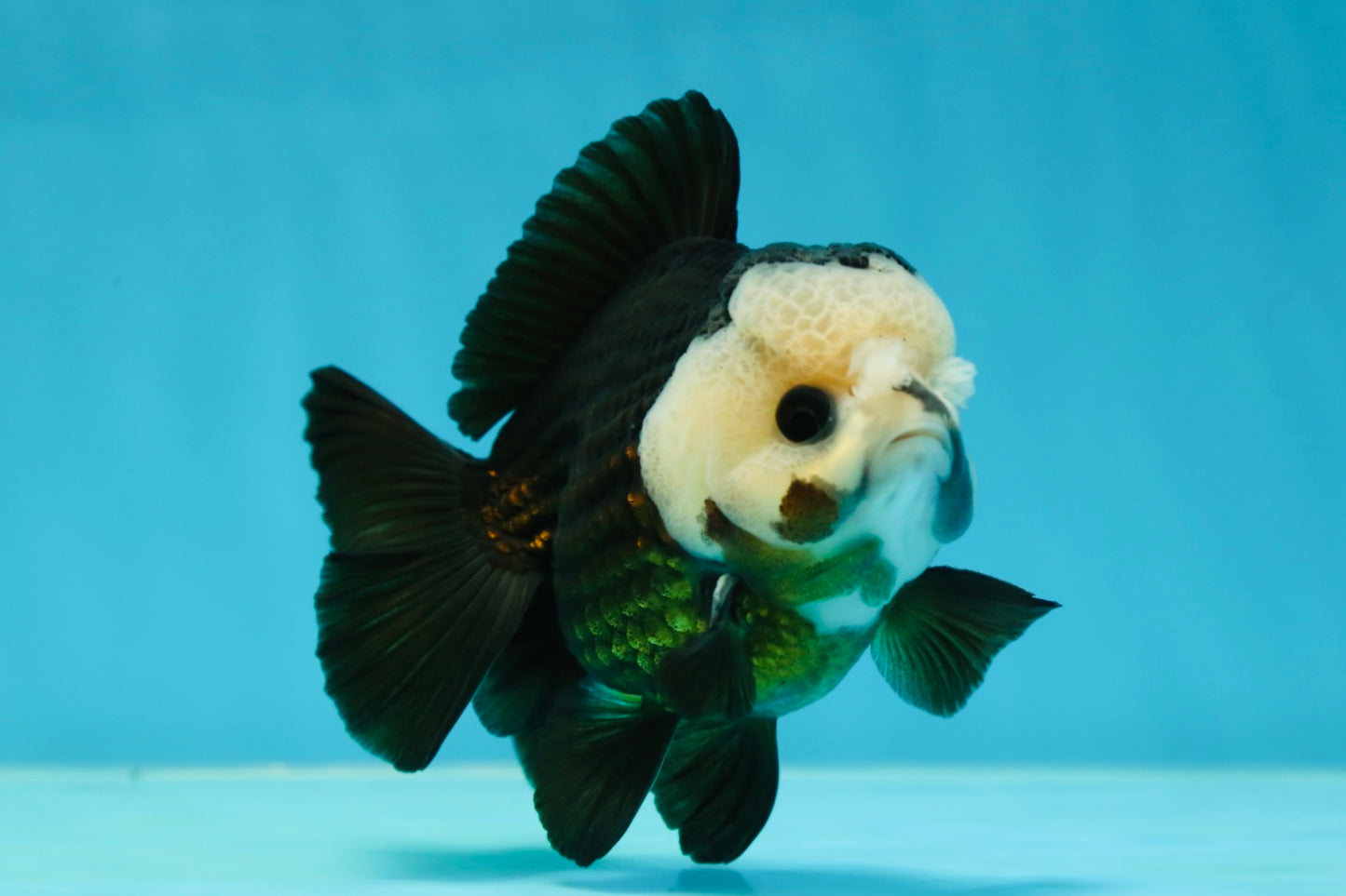 AAA Grade Pompom Panda Button Eyes Yuanbao Male 4 inches #050925YB_25