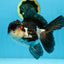 HAPPY "PO" Tricolor Oranda Male 5.5 inches #081525OR_24