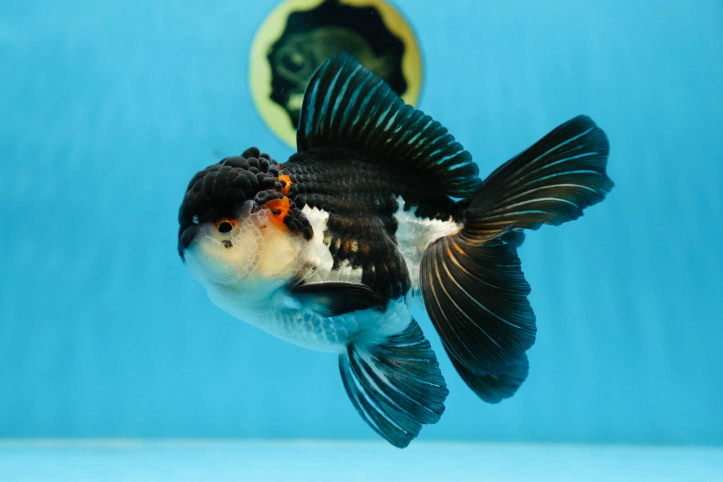 HAPPY "PO" Tricolor Oranda Male 5.5 inches #081525OR_24