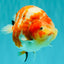 UNIQUE AAA Grade Super Kohaku Sakura LionKing 5-5.5 inches #092526LC_18
