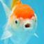 A Grade ADORABLE Red White Oranda Female 5.5 inches #072525OR_18