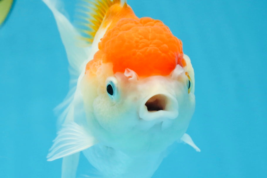 A Grade ADORABLE Red White Oranda Female 5.5 inches #072525OR_18