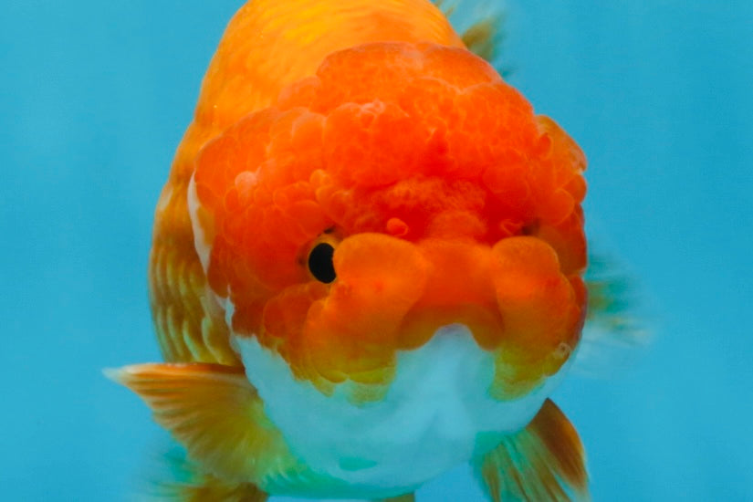 A Grade Red White LionKing 5.5 inches #091925LC_22