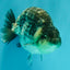 A Grade Tiger Ranchu Male 5 inches #080726RC_30