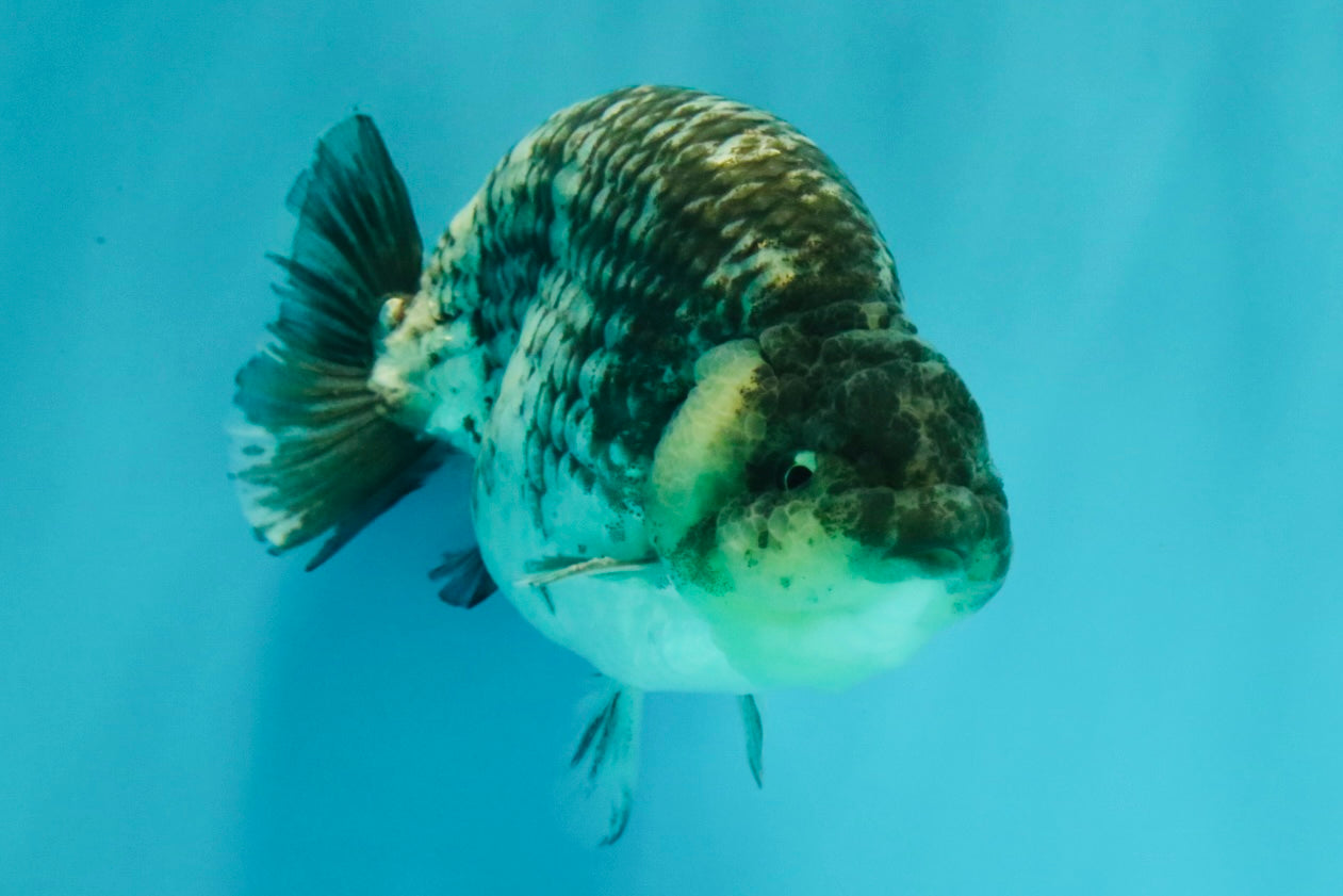 A Grade Tiger Ranchu Male 5 inches #080726RC_30