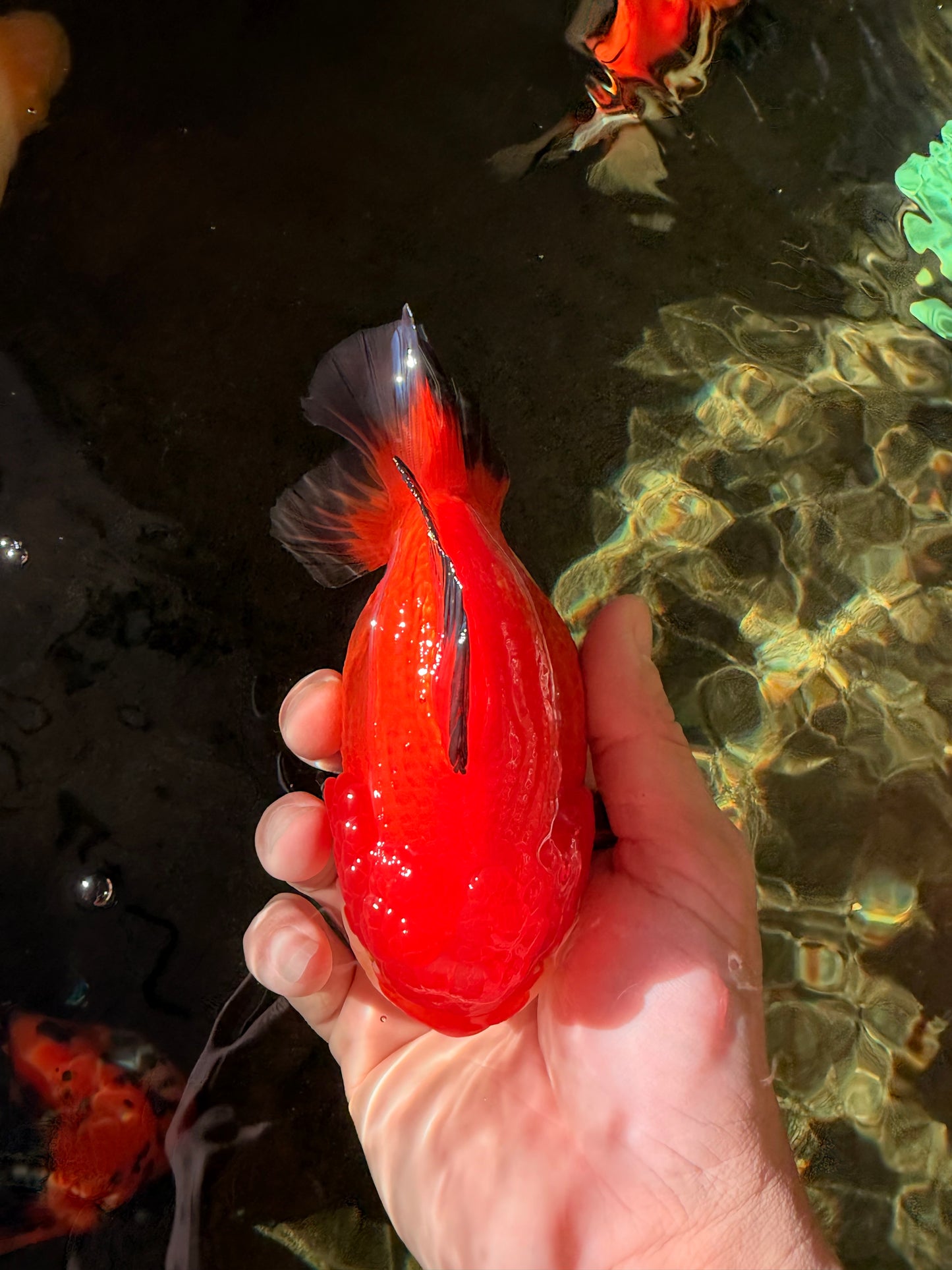 TOMATO AAA Grade Apache Yuanbao Male 5  inches #022726YB_05