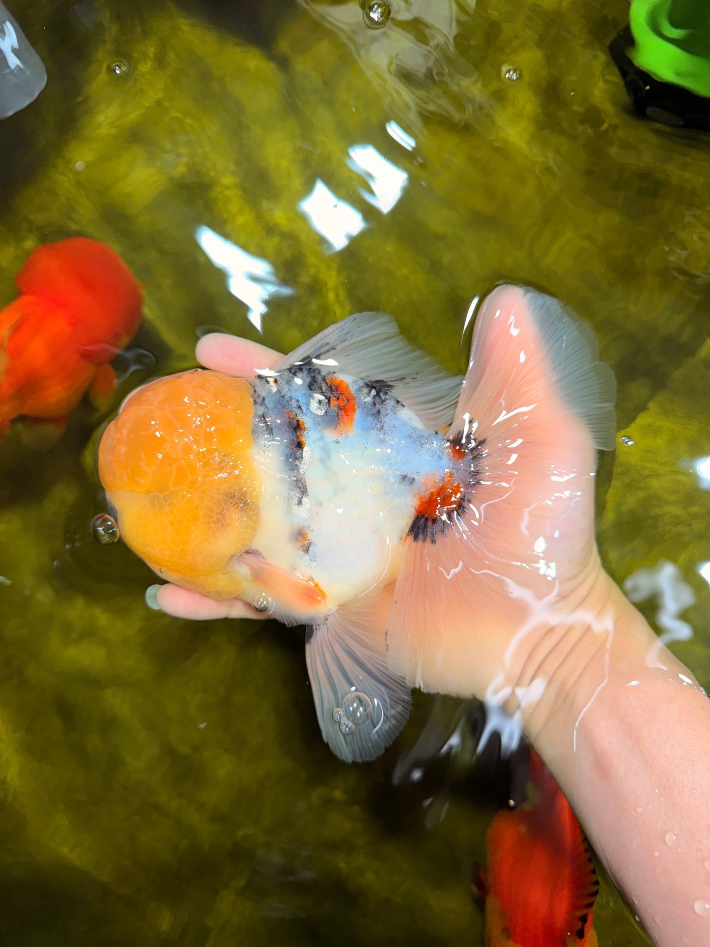 AAA Grade Marble Oranda Male 6.5 inches #022026OR_07