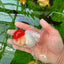 AAA Grade Red Cap Oranda Male 4.5 inches #0913OR_10