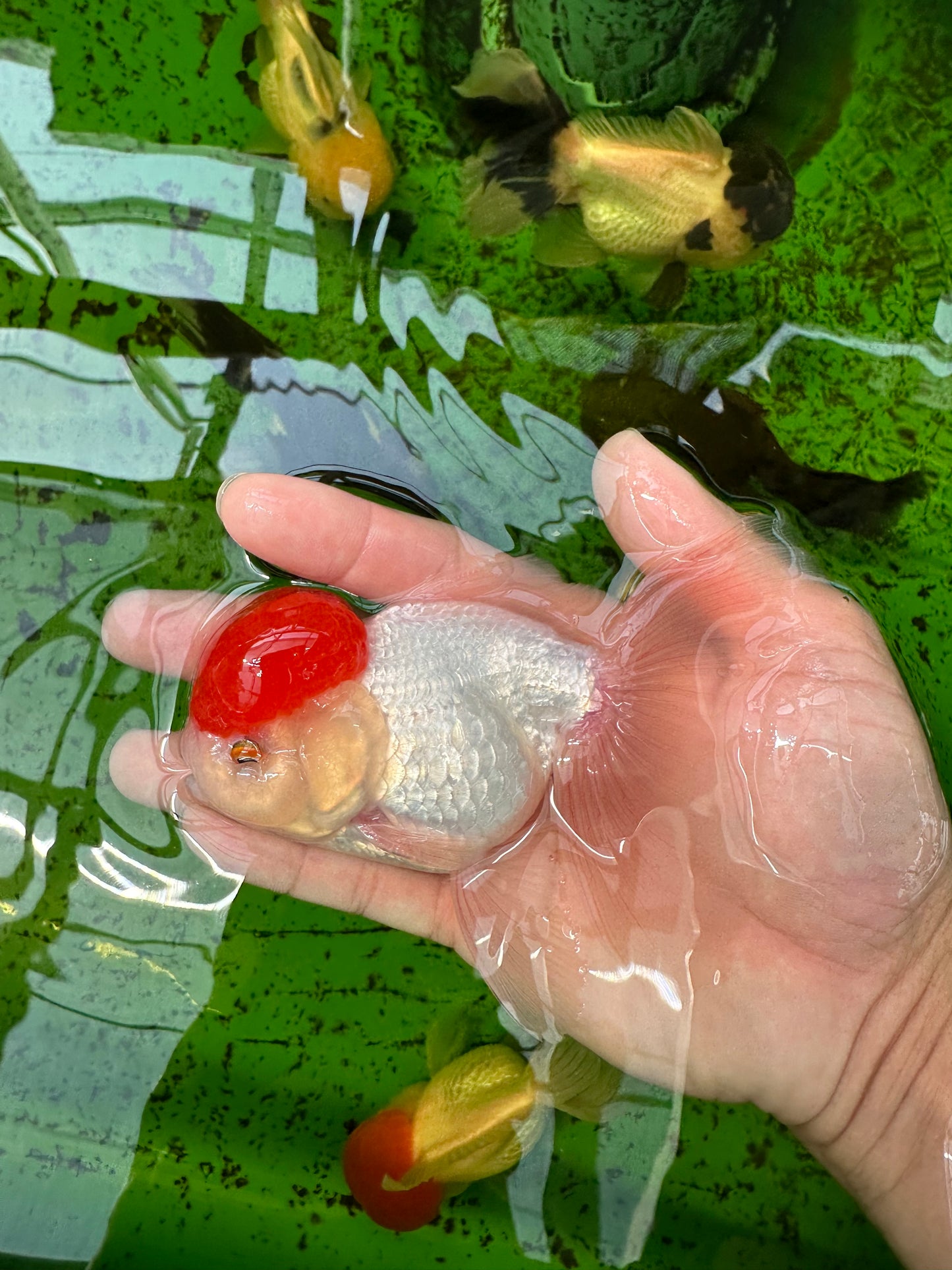 Macho Oranda de tapa roja de grado AAA de 4,5 pulgadas n.º 0913OR_10