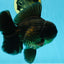 AAA Grade Young Godzilla Black Oranda Male 5.5 inches #050925OR_53