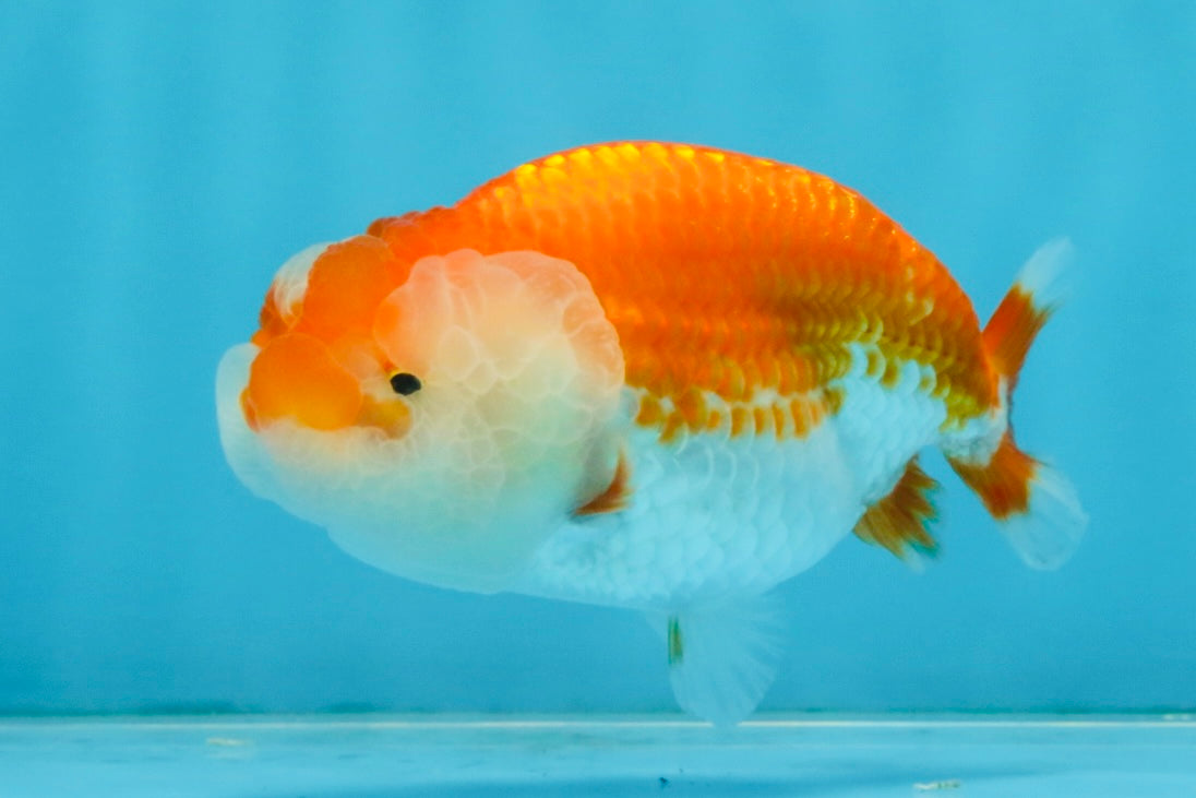 FLUFFY WEN A Grade Red White LionQueen 4 inches #112825LC_09