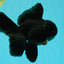 A Grade Black Oranda Male 5-5.5 inches #101626OR_02